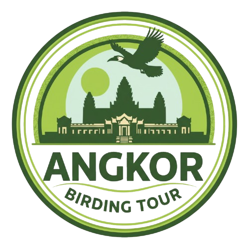 Angkor Birding Tour